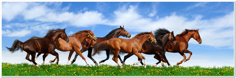 herd gallops