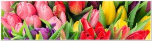 fresh spring tulip flowers with water drops